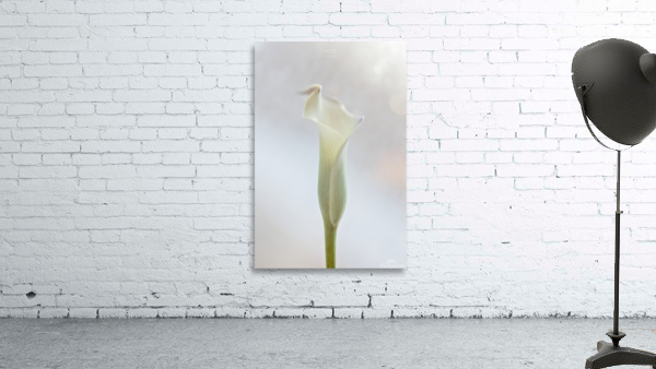 Douce Celestine Wall Preview