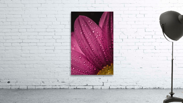 Pink Mood IV Wall Preview