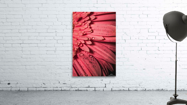 Pink Mood II Wall Preview