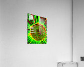 Seeding CRC Acrylic Print