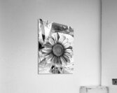 Thin-leaf sunflower BWC Acrylic Print