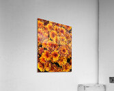 Flowering Luminescence Acrylic Print