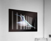 Hummingbird Acrylic Print