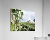 Fall Harvest Acrylic Print