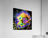 Desert Bloom crc Acrylic Print