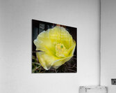 Desert Bloom Acrylic Print