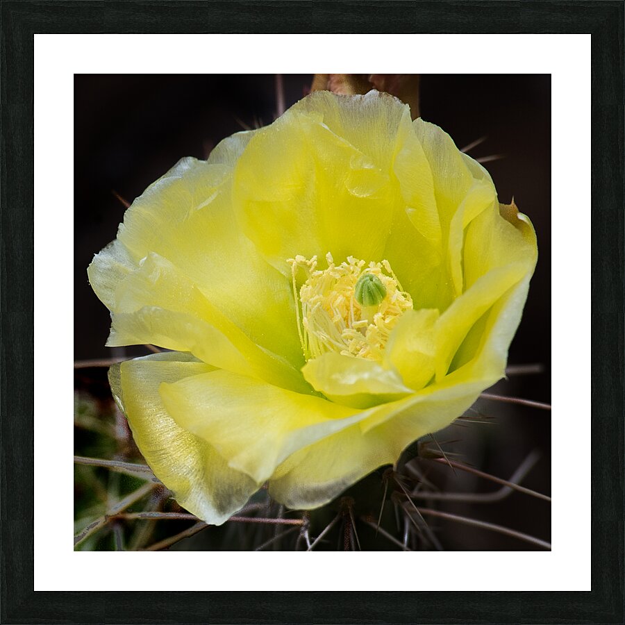  Fine Art print