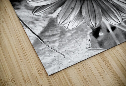 Thin-leaf sunflower BWC Stuchly Photography puzzle