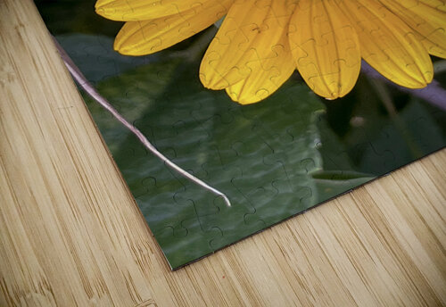 Thin Leaf Sunflower CRC Stuchly Photography puzzle