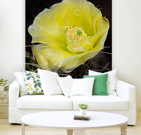 Desert Bloom Reproduction