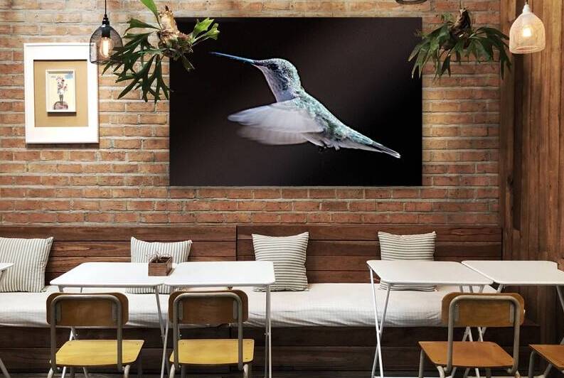 Hummingbird by Stuchly Photography