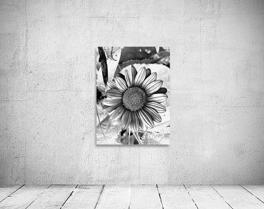 Thin-leaf sunflower BWC Wall Preview
