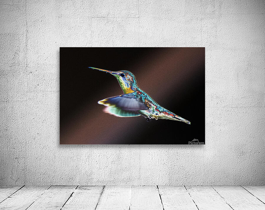 Hummingbird_CRC  Wall Preview