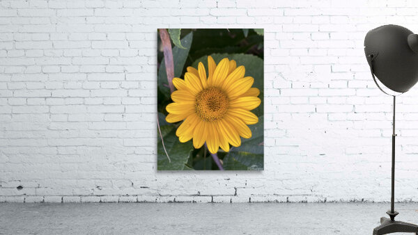 Thin Leaf Sunflower CRC Wall Preview