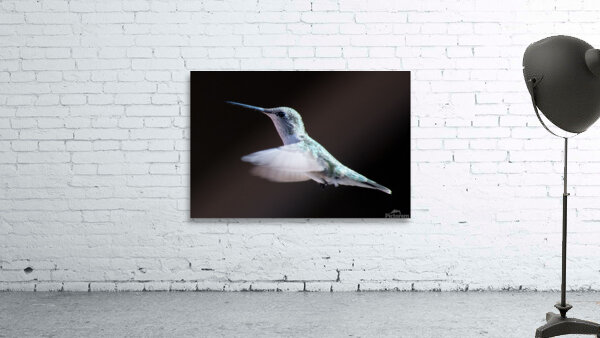 Hummingbird Wall Preview