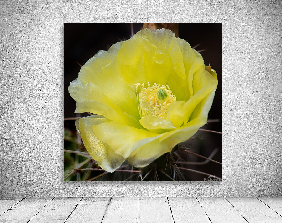 Desert Bloom Wall Preview