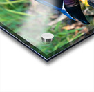 Male Wood Duck Acrylic print