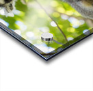 Ring-tailed Lemur Acrylic print