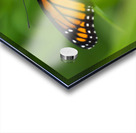 Monarch Butterfly Impression Acrylique