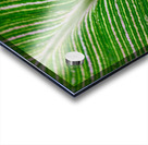 Green Calathea Leave Acrylic print