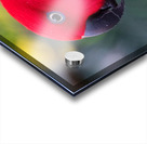 Eclectus Parrot Acrylic print