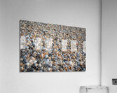 Seashells on the Seashore Acrylic Print