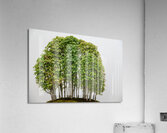 Yose-Ue Forest Garden Acrylic Print