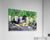 Male Wood Duck Acrylic Print