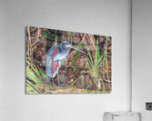Agami Heron Acrylic Print