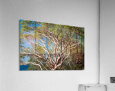 Gum Tree Acrylic Print
