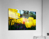 Being Different Is Special Acrylic Print