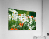 White Daffodil Acrylic Print