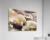 Goldfinch Acrylic Print