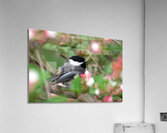 Chickadee Acrylic Print