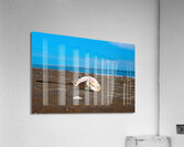 Angel Wing Sea Shell Acrylic Print