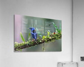 Red-legged Honeycreeper Acrylic Print