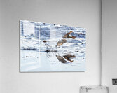 Blue-Winged Teal Acrylic Print