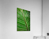 Green Calathea Leave Acrylic Print