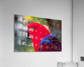 Eclectus Parrot Acrylic Print