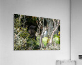 Yellow-eyed Penguin Acrylic Print