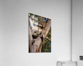 Koala Acrylic Print