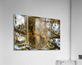 Southern Masked Weaver Acrylic Print