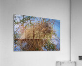 Rufous-tailed Weaver Acrylic Print