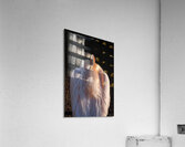 Great White Pelican Acrylic Print