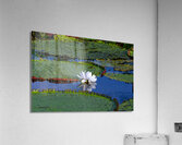 Amazon Water Lilly Acrylic Print