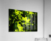 Maple Leaves Acrylic Print
