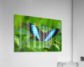 Achilles Blue Morpho Butterfly Acrylic Print