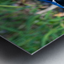 Male Wood Duck Metal print