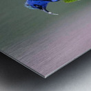 Red-legged Honeycreeper Metal print