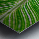 Green Calathea Leave Metal print